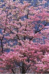 像素风格视觉小说文字冒险游戏《杀死爱丽丝》现已正式发售